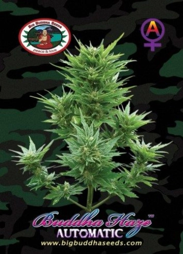 Buddha Haze Cannabisblüte – gewachsen aus Automatic Hanfsamen von Big Buddha Seeds