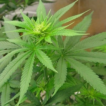 Buddha Haze Auto Cannabisblüte – gewachsen aus Automatic Hanfsamen von Big Buddha Seeds