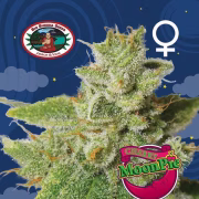 Cherry Moon Pie Cannabisblüte – gewachsen aus Feminisierte Hanfsamen von Big Buddha Seeds