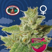 Cherry Moon Pie Cannabisblüte – gewachsen aus Feminisierte Hanfsamen von Big Buddha Seeds