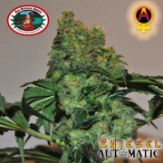 Chiesel Auto Cannabisblüte – gewachsen aus Automatic Hanfsamen von Big Buddha Seeds