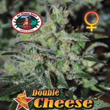 Double Cheese Cannabisblüte – gewachsen aus Feminisierte Hanfsamen von Big Buddha Seeds