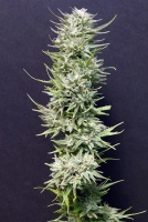 Big Freeze Cannabisblüte – gewachsen aus Feminisierte Hanfsamen von Bighead Seeds