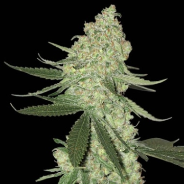 Big Stilton Auto Cannabisblüte – gewachsen aus Automatic Hanfsamen von Bighead Seeds