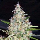 Bubblehead #13 Cannabisblüte – gewachsen aus Feminisierte Hanfsamen von Bighead Seeds