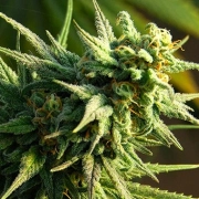 Buzz 'n' Smiles Cannabisblüte – gewachsen aus Feminisierte Hanfsamen von Bighead Seeds