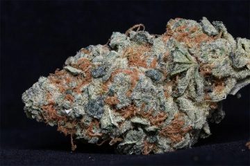 Cookie Dawg Cannabisblüte – gewachsen aus Feminisierte Hanfsamen von Bighead Seeds