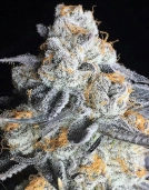 Crystal Gelato Cannabisblüte – gewachsen aus Feminisierte Hanfsamen von Bighead Seeds