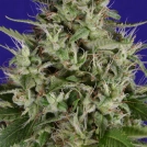 Dogstar Dawg Cannabisblüte – gewachsen aus Feminisierte Hanfsamen von Bighead Seeds