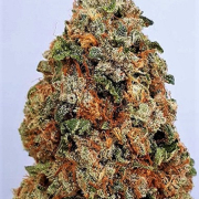 Mit einem astronomischen THC-Gehalt von 24 % sind Dogstar Dawg Hanfsamen für die meisten zu stark! Das High ist sofortig, lang anhaltend und...