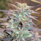 Easy AK XL Cannabisblüte – gewachsen aus Feminisierte Hanfsamen von Bighead Seeds