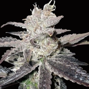 Freeze Berry Auto Cannabisblüte – gewachsen aus Automatic Hanfsamen von Bighead Seeds