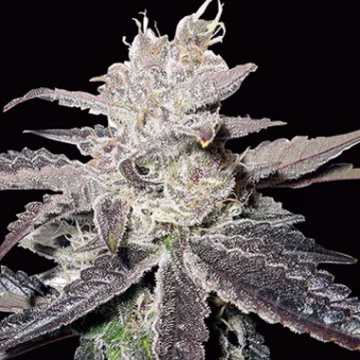 Freeze Berry Auto Cannabisblüte – gewachsen aus Automatic Hanfsamen von Bighead Seeds