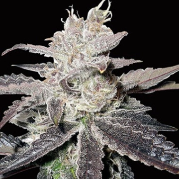 Freeze Berry Auto Cannabisblüte – gewachsen aus Automatic Hanfsamen von Bighead Seeds