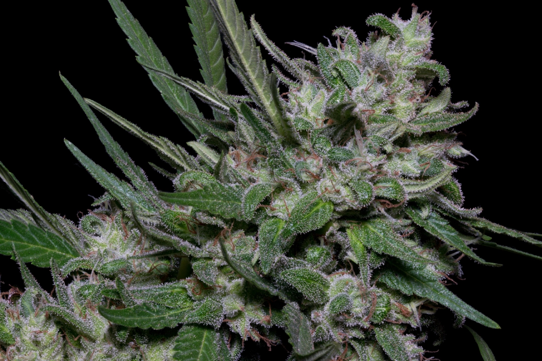 Girl Scout Cookies – Bighead Seeds – Feminisiert