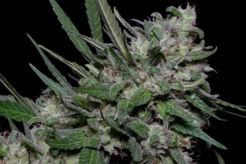 Girl Scout Cookies Cannabisblüte – gewachsen aus Feminisierte Hanfsamen von Bighead Seeds