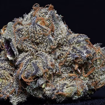 Granddaddy Purple Cannabisblüte – gewachsen aus Feminisierte Hanfsamen von Bighead Seeds