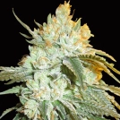 Head Stash Auto Cannabisblüte – gewachsen aus Automatic Hanfsamen von Bighead Seeds