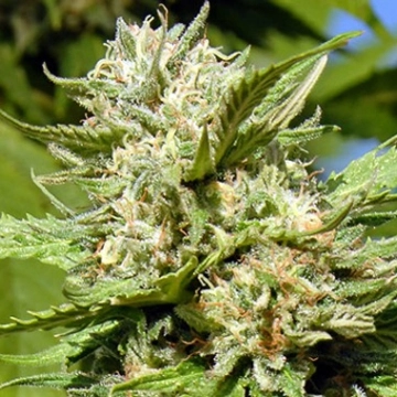 Headstone – Bighead Seeds – Feminisiert