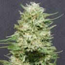 Heavy Head Cannabisblüte – gewachsen aus Feminisierte Hanfsamen von Bighead Seeds
