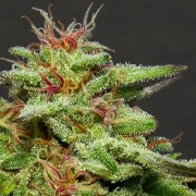 Julie's Cookies Cannabisblüte – gewachsen aus Feminisierte Hanfsamen von Bighead Seeds