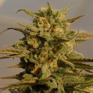 Julie's Cookies Auto Cannabisblüte – gewachsen aus Automatic Hanfsamen von Bighead Seeds