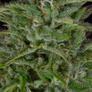 Sherbert Dab Cannabisblüte – gewachsen aus Feminisierte Hanfsamen von Bighead Seeds