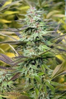 THC Pro Cannabisblüte – gewachsen aus Feminisierte Hanfsamen von Bighead Seeds