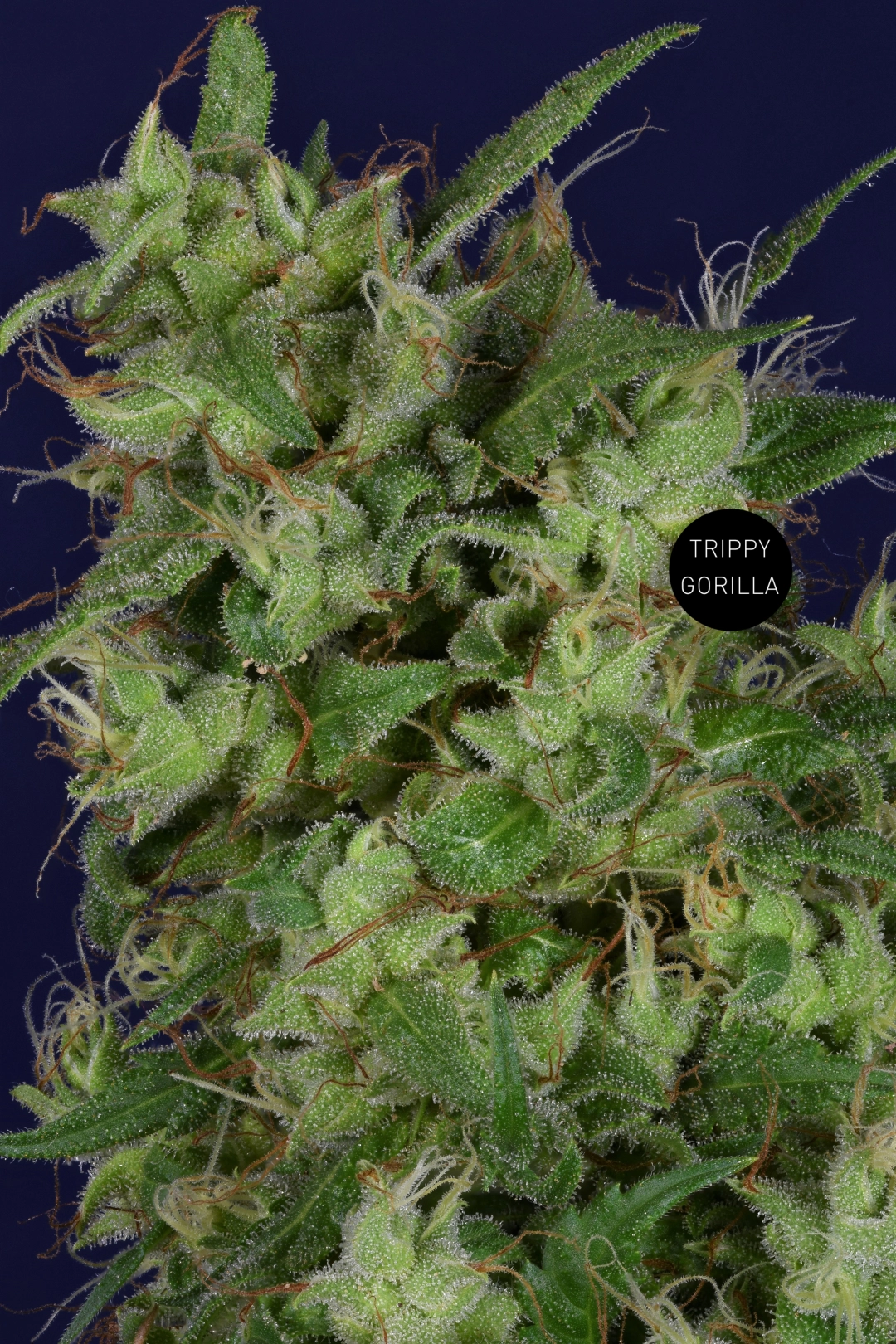 Trippy Gorilla – Bighead Seeds – Feminisiert