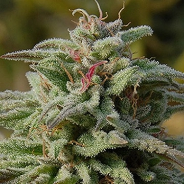 Trippy Gorilla Auto Cannabisblüte – gewachsen aus Automatic Hanfsamen von Bighead Seeds
