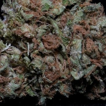 Zkittelz Feminisiert Cannabisblüte – gewachsen aus Feminisierte Hanfsamen von Bighead Seeds