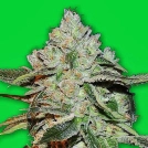 Atomic Bomb Cannabisblüte – gewachsen aus Feminisierte Hanfsamen von Bomb Seeds