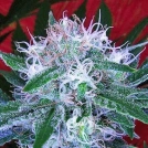 Auto Bomb Cannabisblüte – gewachsen aus Automatic Hanfsamen von Bomb Seeds