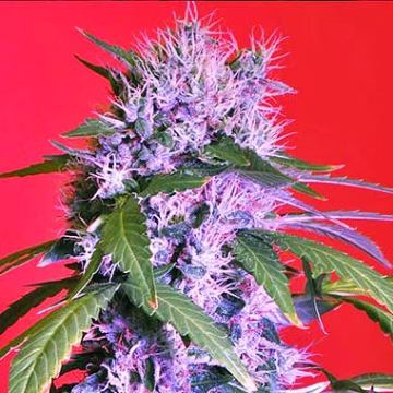 Berry Bomb Auto Cannabisblüte – gewachsen aus Automatic Hanfsamen von Bomb Seeds