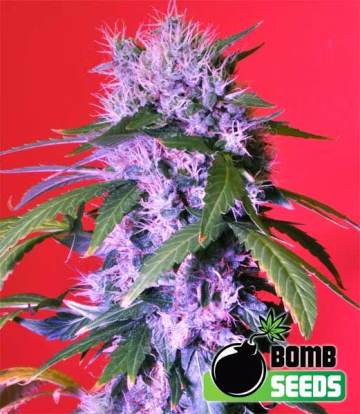 Berry Bomb Cannabisblüte – gewachsen aus Feminisierte Hanfsamen von Bomb Seeds