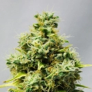 Big Bomb Cannabisblüte – gewachsen aus Regulaere Hanfsamen von Bomb Seeds