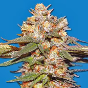 Big Bomb Auto Cannabisblüte – gewachsen aus Automatic Hanfsamen von Bomb Seeds
