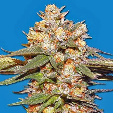 Big Bomb Auto Cannabisblüte – gewachsen aus Automatic Hanfsamen von Bomb Seeds