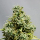 Big Bomb Cannabisblüte – gewachsen aus Feminisierte Hanfsamen von Bomb Seeds