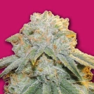 Bubble Bomb Cannabisblüte – gewachsen aus Feminisierte Hanfsamen von Bomb Seeds