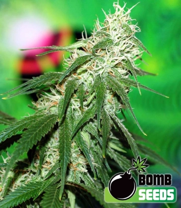 Buzz Bomb Cannabisblüte – gewachsen aus Regulaere Hanfsamen von Bomb Seeds