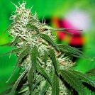 Buzz Bomb Feminised Cannabisblüte – gewachsen aus Feminisierte Hanfsamen von Bomb Seeds