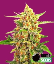 Cherry Bomb Cannabisblüte – gewachsen aus Regulaere Hanfsamen von Bomb Seeds