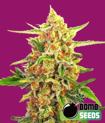 Cherry Bomb Cannabisblüte – gewachsen aus Regulaere Hanfsamen von Bomb Seeds