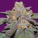 Cherry Bomb Auto Cannabisblüte – gewachsen aus Automatic Hanfsamen von Bomb Seeds