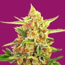 Cherry Bomb Cannabisblüte – gewachsen aus Feminisierte Hanfsamen von Bomb Seeds