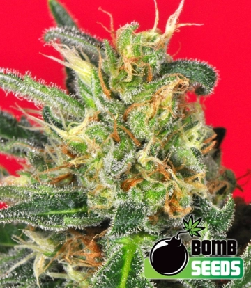 Cluster Bomb Cannabisblüte – gewachsen aus Regulaere Hanfsamen von Bomb Seeds