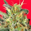 Cluster Bomb Cannabisblüte – gewachsen aus Feminisierte Hanfsamen von Bomb Seeds