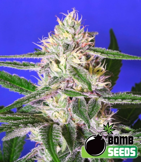 Edam Bomb – Bomb Seeds – Regulär