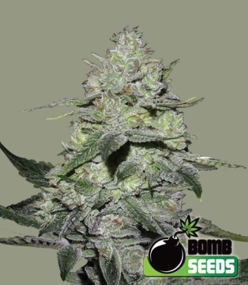 Gorilla Bomb Cannabisblüte – gewachsen aus Feminisierte Hanfsamen von Bomb Seeds